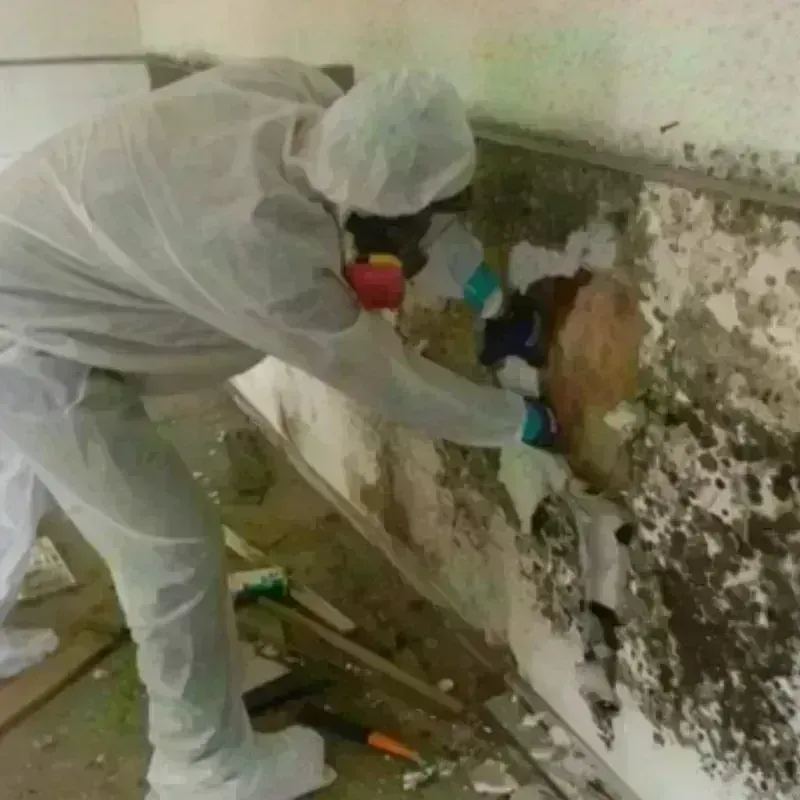 Mold Remediation and Removal in Pontotoc County, MS